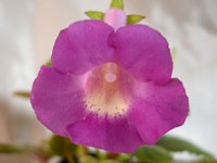 Sinningia 'HCY's Blue Dolphin' Sinningia 'HCY's Blue Dolphin'
